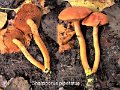 Chalciporus piperatus-amf335